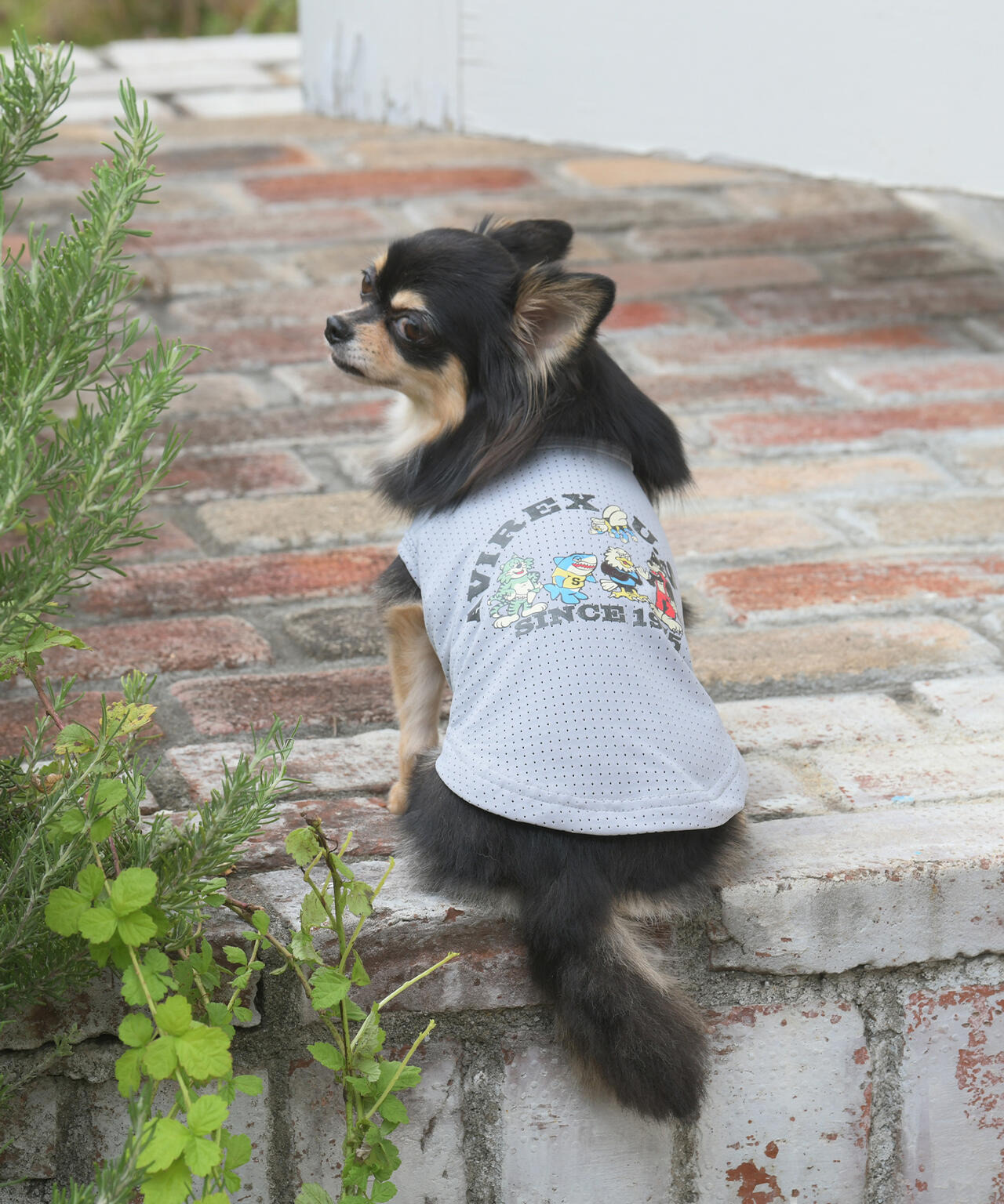 《DOG WEAR》フェードウォッシュタンク