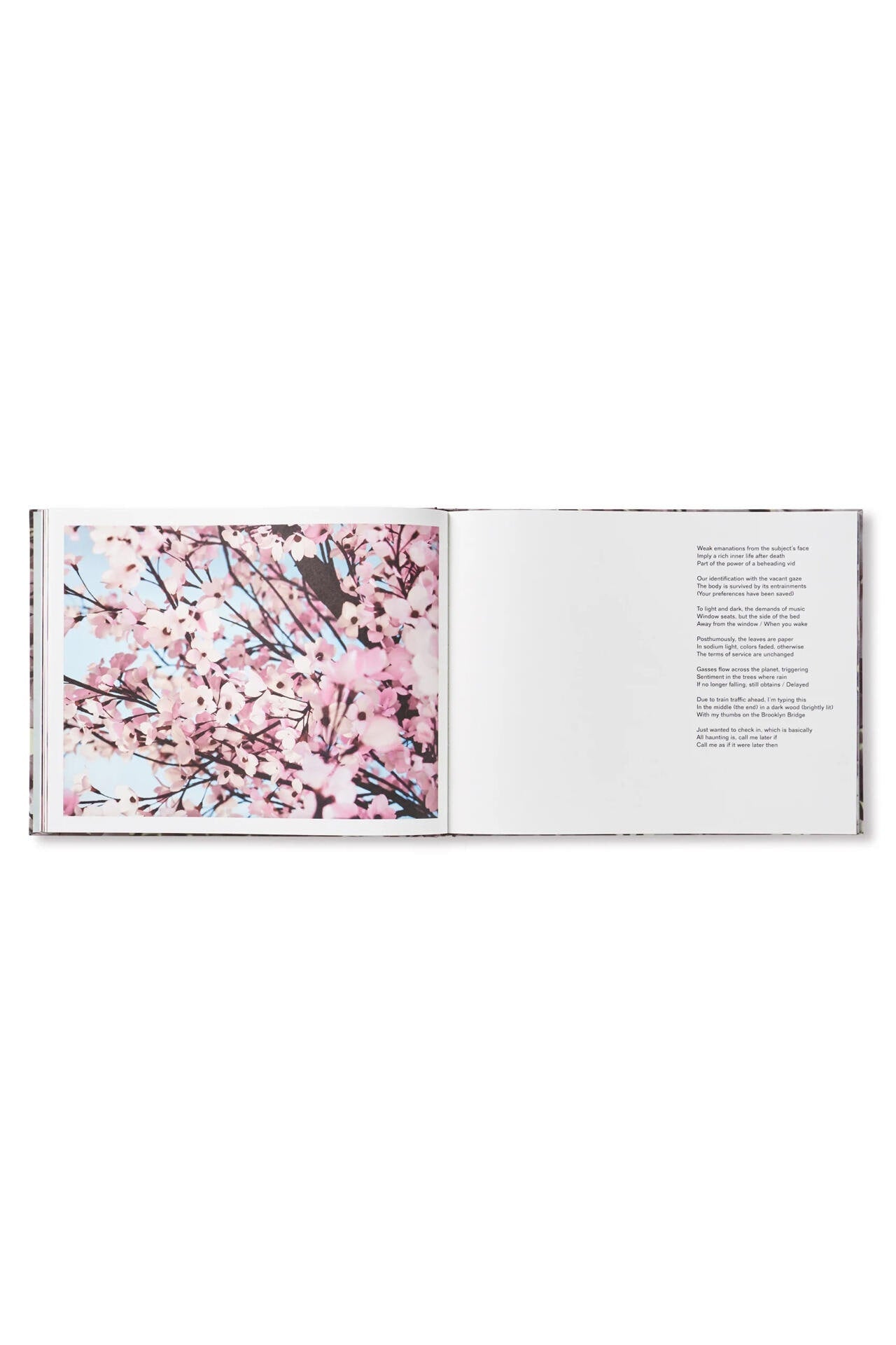 BLOSSOM by Thomas Demand & Ben Lerner