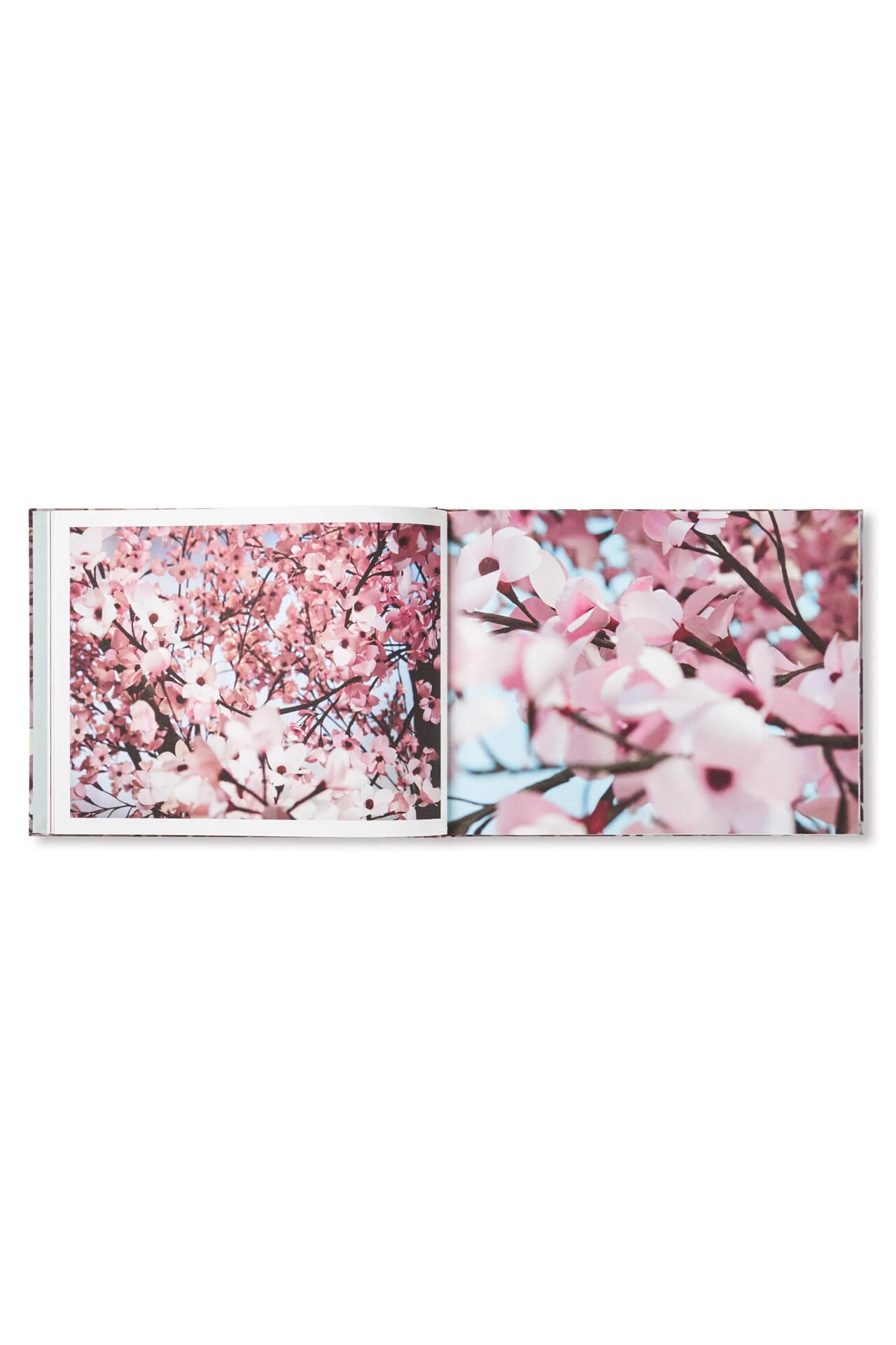 BLOSSOM by Thomas Demand & Ben Lerner