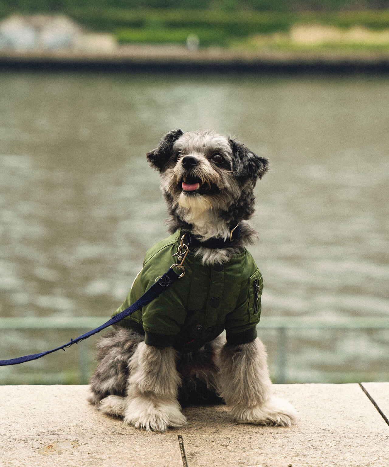 《DOG WEAR/ドッグ ウェア》MA-1 LOGO /ドックウェア　エムエーワン